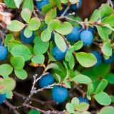 Kako razmnožavati borovnice: reznice, raslojavanje, podjela grma, vrijeme